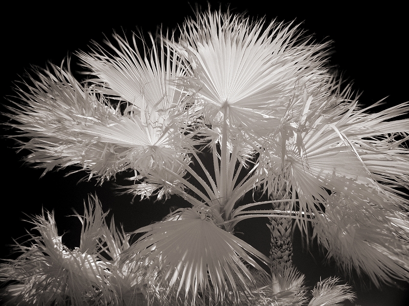 Palms in the Wind Somewhere in AZ � Dave Hickey
